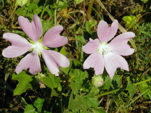 Картинка цветы лаватера