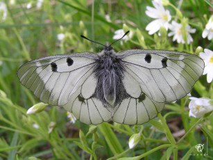 Картинка мнемозина или аполлон чёрный parnassius mnemosyne животные бабочки