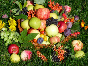 Картинка еда фрукты ягоды витамины дары природы виноград яблоки сливы россыпь фруктов