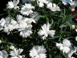 Картинка цветы гвоздики белые