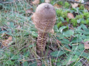 Картинка природа грибы трава листья
