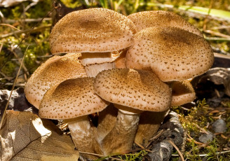 Картинка природа грибы много опята