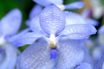 Картинка цветы орхидеи голубой экзотика