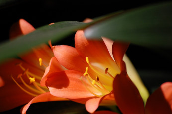 Картинка кливия цветы листья оранжевый