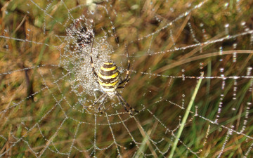 Картинка животные пауки капли полосатый паутина