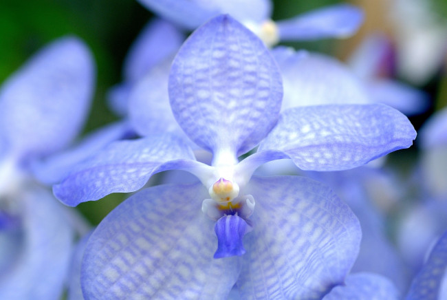Обои картинки фото цветы, орхидеи, голубой, экзотика