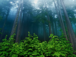 Картинка beautiful forest природа лес стволы кустарник