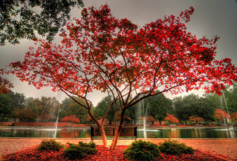 Картинка beautyful autumn природа парк краски осень дерево пруд