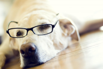 Картинка животные собаки лабрадор ретривер очки