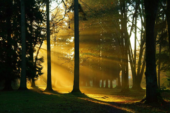 Картинка beautiful forest природа лес стволы свет
