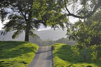 Картинка природа дороги деревья трава лето