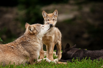 Картинка животные волки хищники семейка волчонок