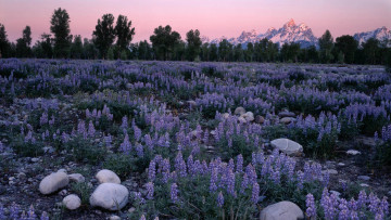 Картинка sunrise glow on field of lupines природа луга цветы луг горы