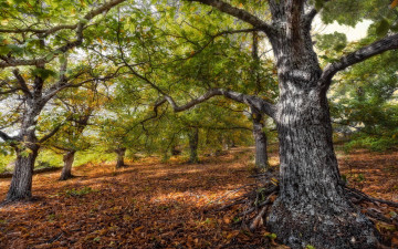 Картинка autumn природа деревья дерево осень лес листва