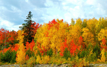 Картинка autumn природа лес осенний краски