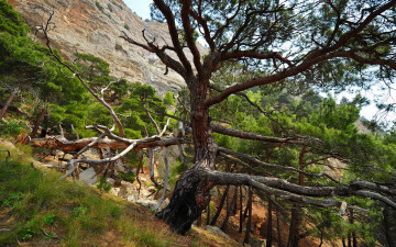 Картинка tree on hill slope природа деревья дерево склон скалы горы