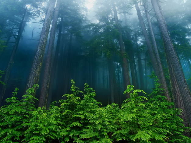 Обои картинки фото beautiful, forest, природа, лес, стволы, кустарник