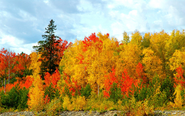Обои картинки фото autumn, природа, лес, осенний, краски