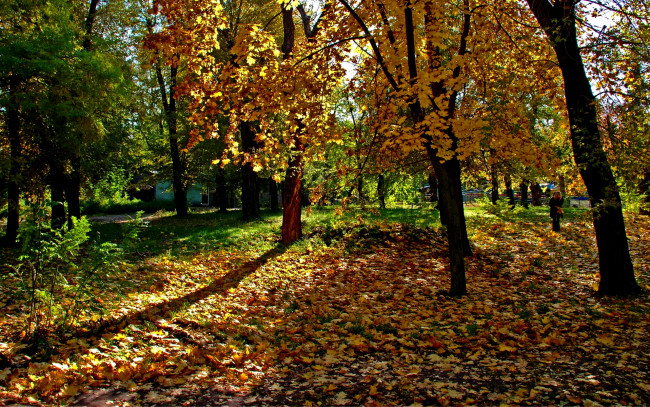 Обои картинки фото autumn, природа, парк, листва, поляна, лес, осень