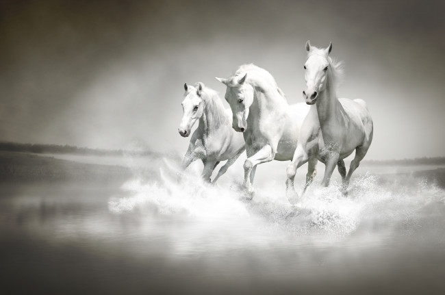 Обои картинки фото рисованные, животные, лошади, кони, бег, вода, река, брызги