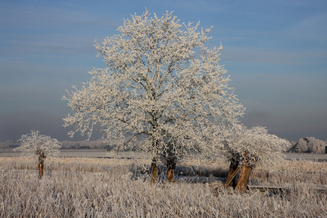 Обои картинки фото природа, зима, trees, ice, grass, winter