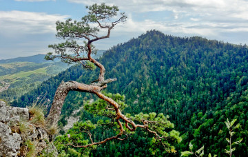 Картинка природа деревья горы лес дерево