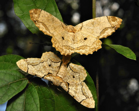 Картинка животные бабочки макро пара моли itchydogimages geometrid moth