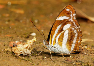 Картинка животные бабочки хоботок крылья усики бабочка макро itchydogimages