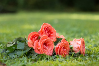 Картинка цветы розы бутоны розовые травка природа