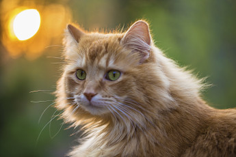 Картинка животные коты фон портрет рыжий кот блики
