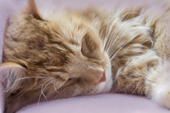 Картинка животные коты рыжий кот отдых сон