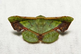 Картинка животные бабочки geometridae geometrid moth fascellina plagiata ennominae мотылёк зелёный itchydogimages макро