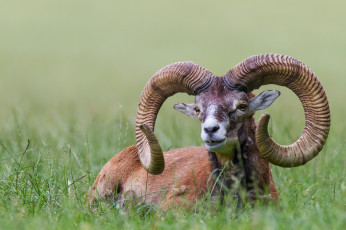 Картинка животные козы бавария поинг заповедник красавец рога европейский муфлон трава
