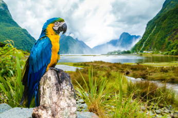 Картинка животные попугаи ара сине-жёлтый попугай птица