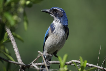 Картинка животные птицы фон клюв синяя птица