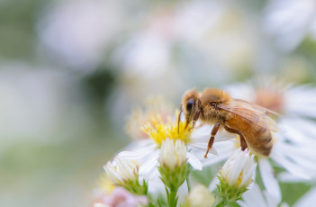 Картинка животные пчелы +осы +шмели собирает пыльцу пчела цветы белые