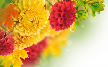 обоя цветы, георгины, листья, желтый, yellow, red, красный, георгин, petals, dahlia, лепестки, бутоны, buds, leaves