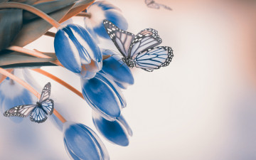 Картинка разное компьютерный+дизайн бутоны синие тюльпаны цветение бабочки листья лепестки