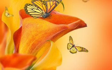 Картинка разное компьютерный+дизайн butterflies buds каллы calla lilies flowers бабочки цветы бутоны
