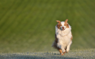 Картинка животные собаки бег взгляд