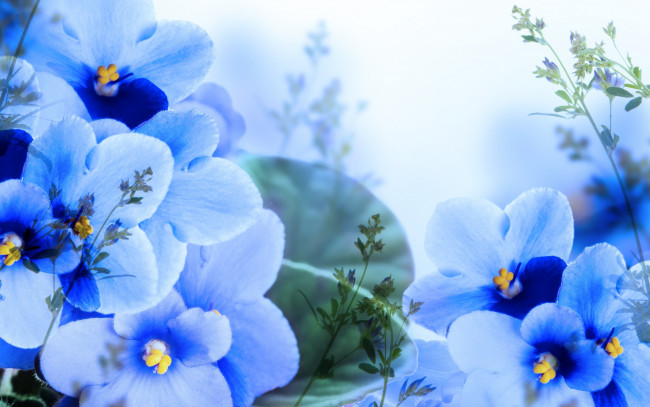 Обои картинки фото цветы, фиалки, ветки, листики, цветение, листья, лепестки, синие