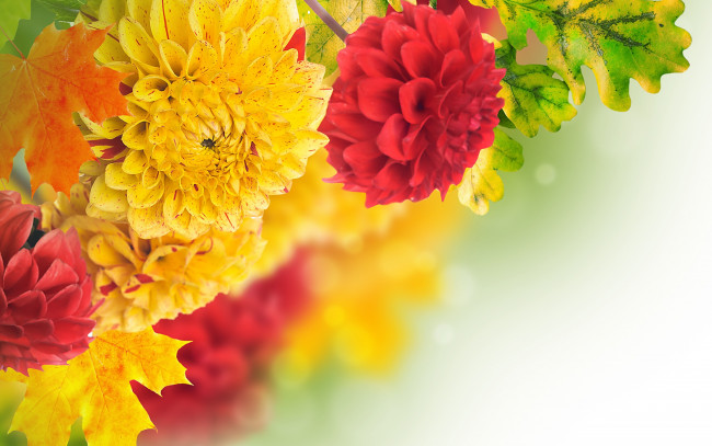 Обои картинки фото цветы, георгины, листья, желтый, yellow, red, красный, георгин, petals, dahlia, лепестки, бутоны, buds, leaves