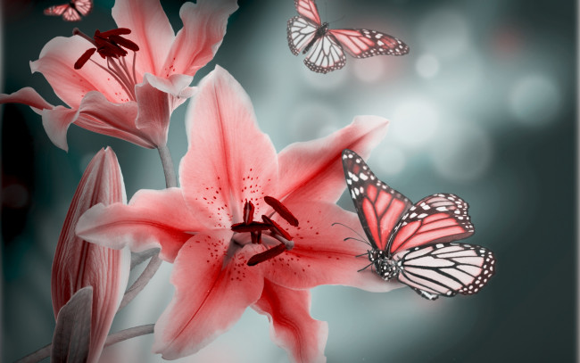 Обои картинки фото разное, компьютерный дизайн, leaves, buds, blossoms, pink, lily, petals, бабочка, листья, лепестки, бутоны, розовая, лилия, цветение