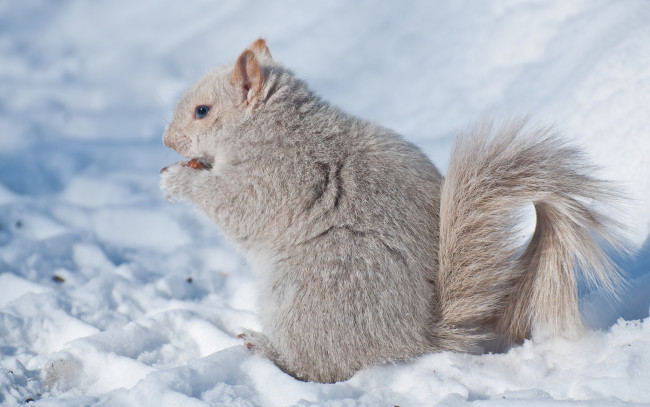 Обои картинки фото животные, белки, седая, белка, зима, снег
