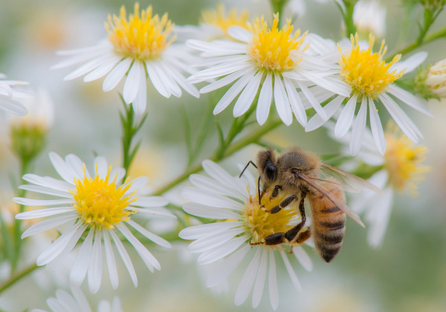 Обои картинки фото животные, пчелы,  осы,  шмели, собирает, пыльцу, пчела, белые, цветы