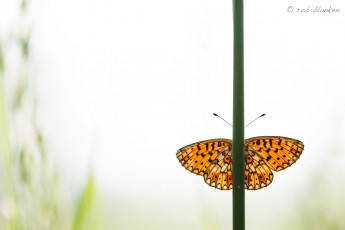 Картинка животные бабочки +мотыльки +моли бабочка фон макро травинка