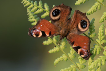 Картинка животные бабочки +мотыльки +моли бабочка лист макро