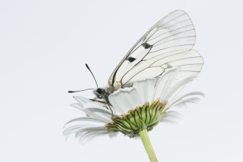 Картинка животные бабочки +мотыльки +моли ромашка бабочка