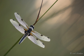 Картинка животные стрекозы стрекоза макро травинка фон