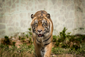 Картинка животные тигры тигра